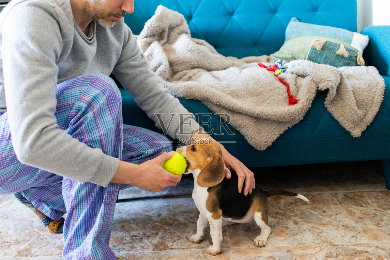 小狗比格犬和他的主人在家里的沙发上玩网球。照片摄影图片