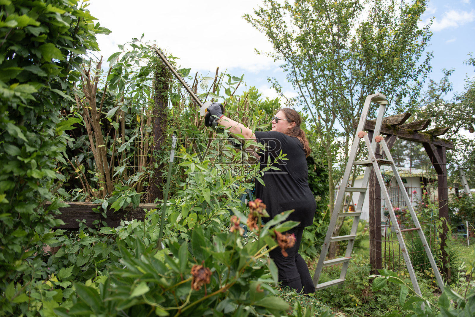 一位妇女在花园里修剪树篱照片摄影图片