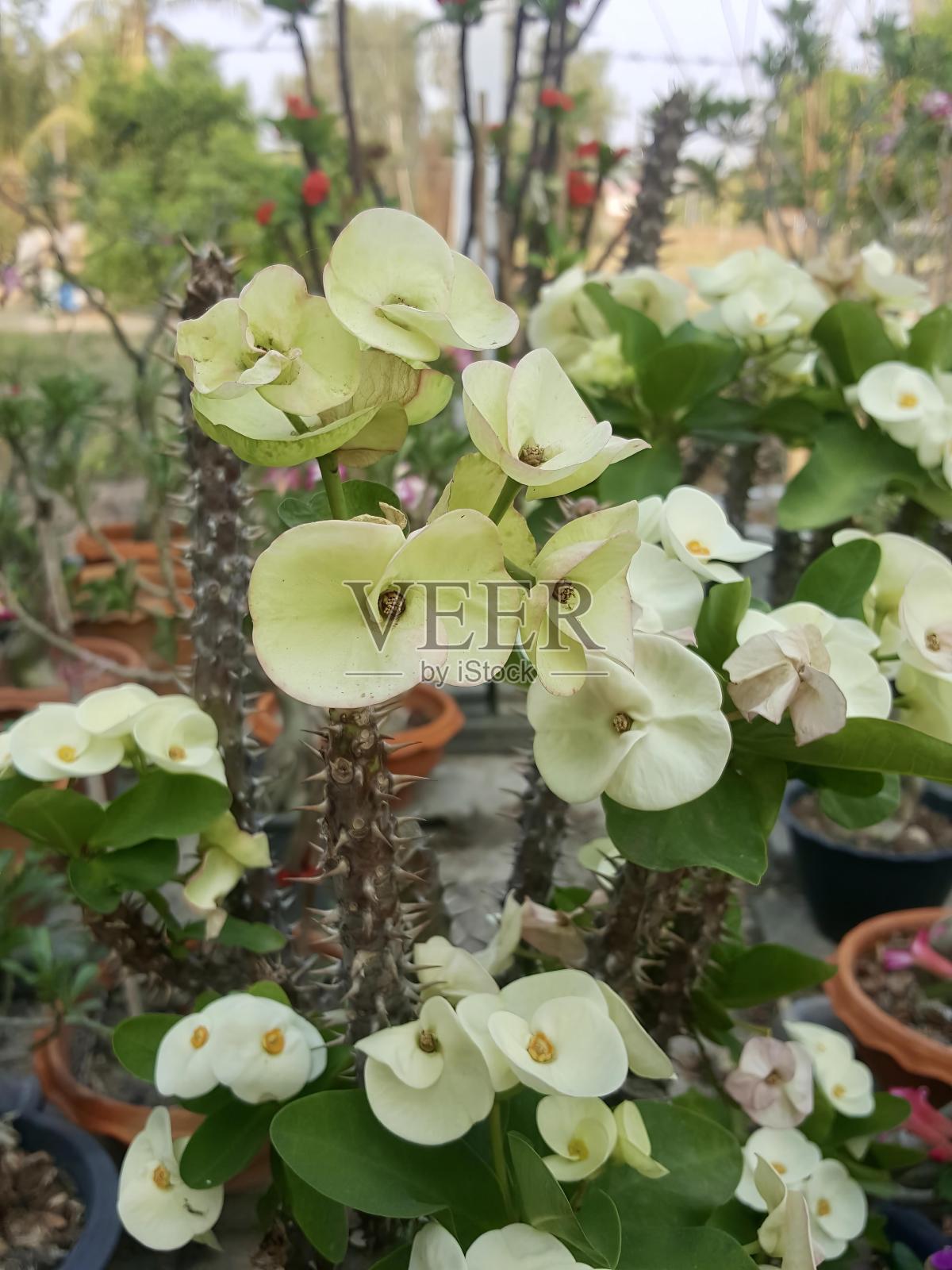 一种在花盆里开白花的植物的照片。照片摄影图片