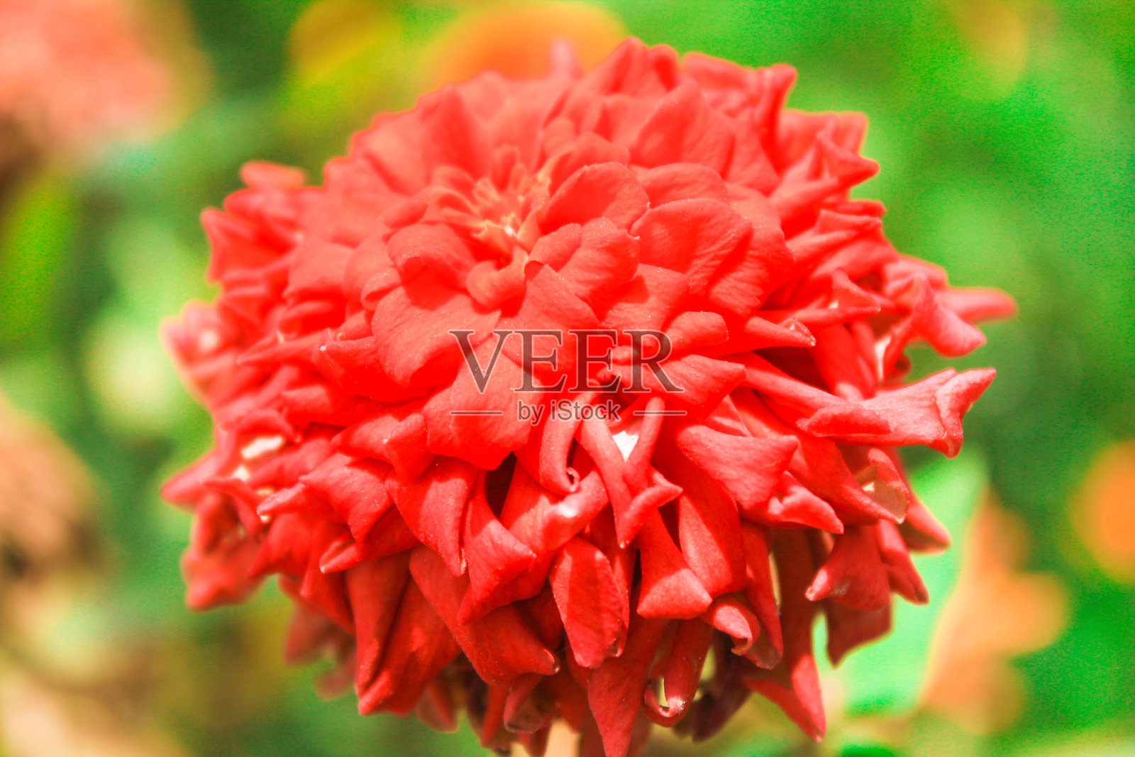 红色的花照片摄影图片