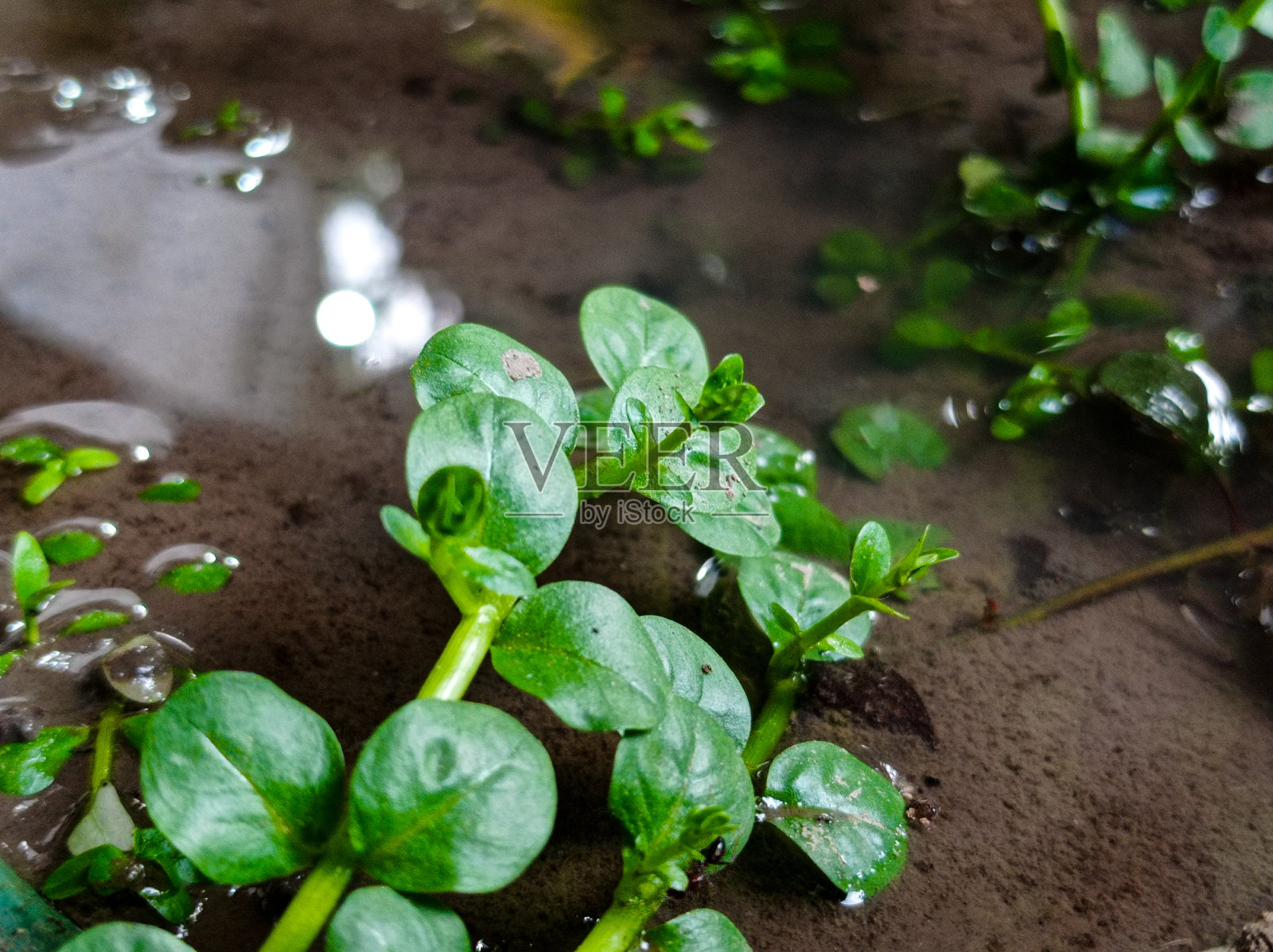 水景植物。印度轮苔绿。圆叶轮瓣草绿色照片摄影图片