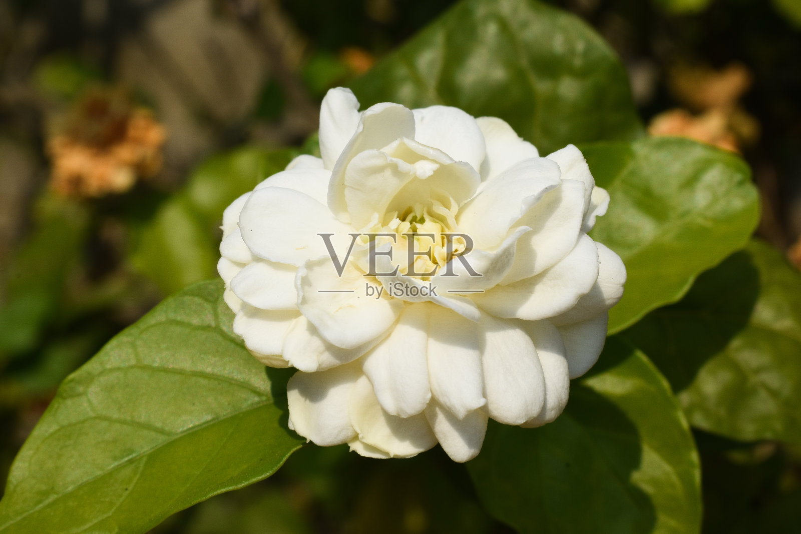 白玫瑰,Pa Maet, Mueang Phrae区,泰国照片摄影图片