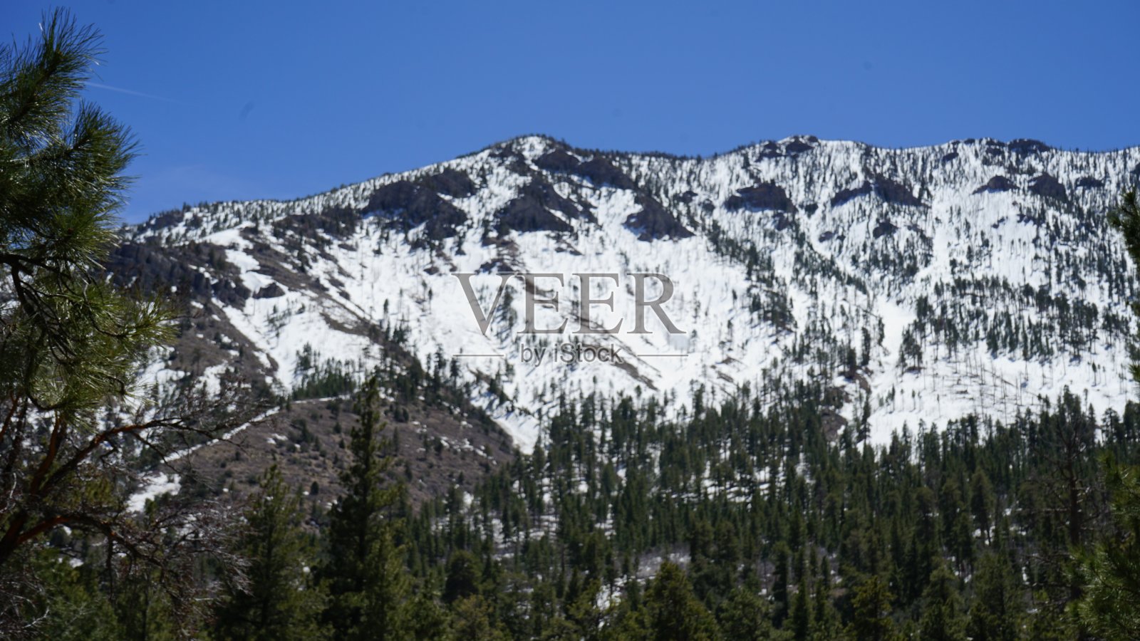 四月的查尔斯顿山和雪照片摄影图片