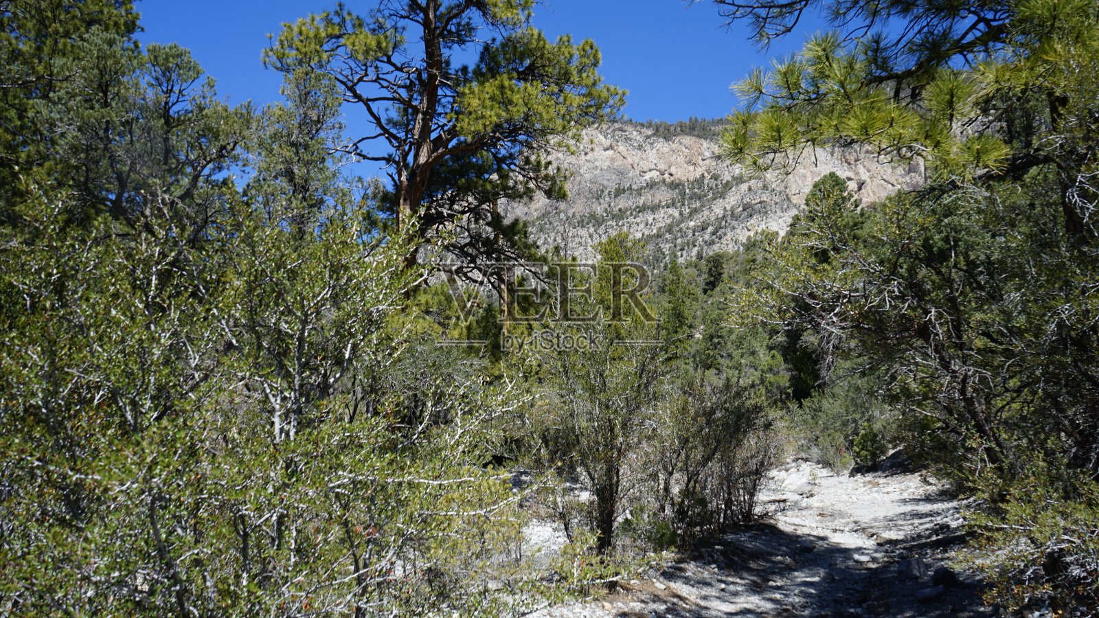 四月的查尔斯顿山和雪照片摄影图片