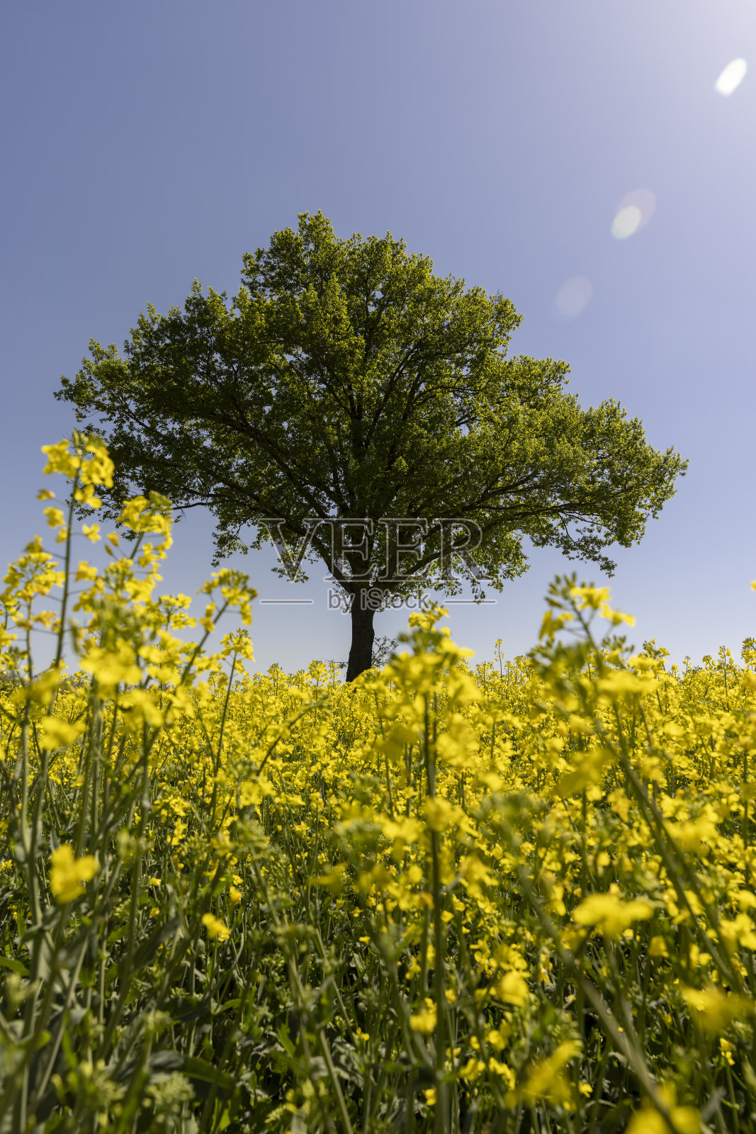 一棵长着黄色油菜籽的树照片摄影图片