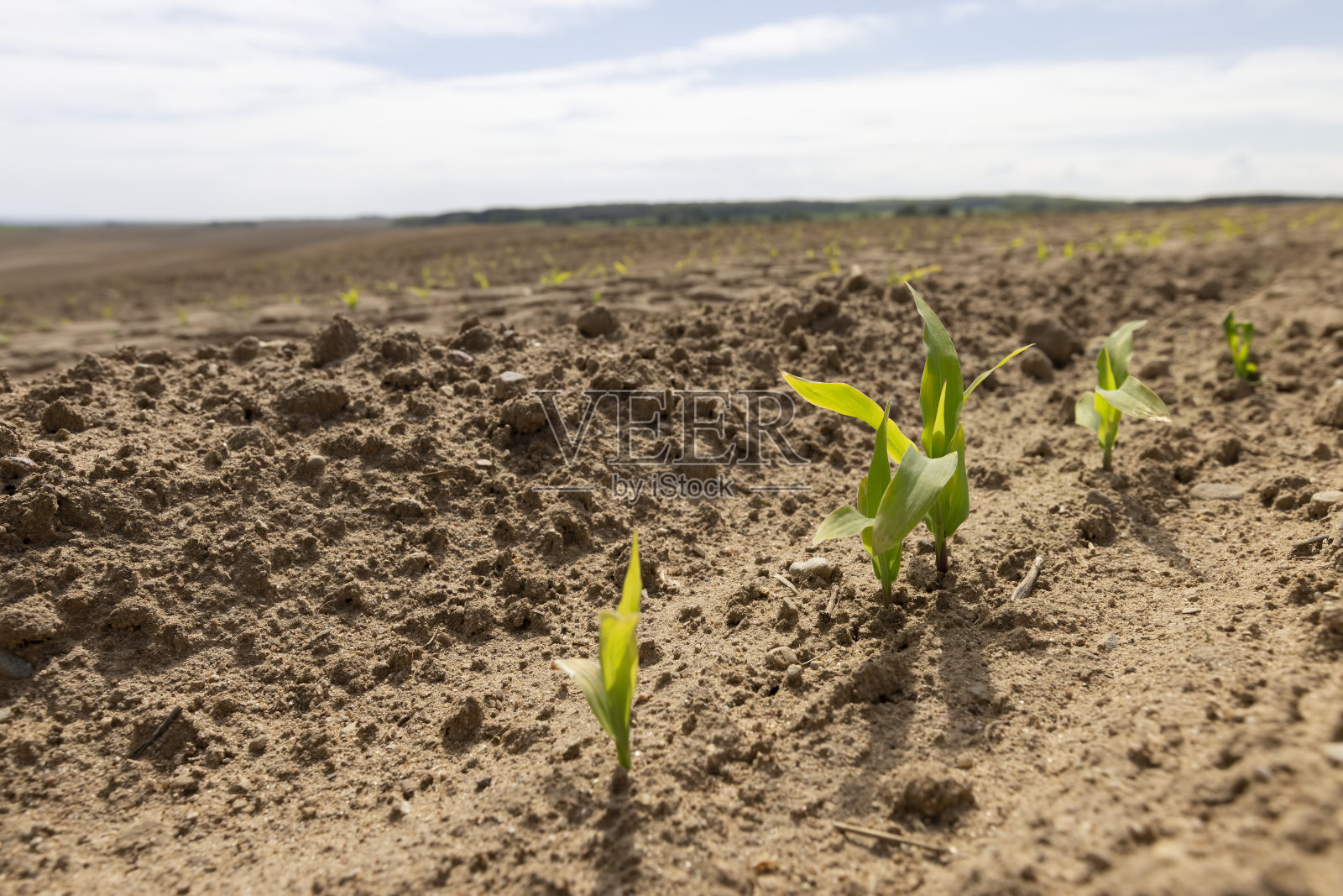一种新玉米作物的单一栽培田照片摄影图片