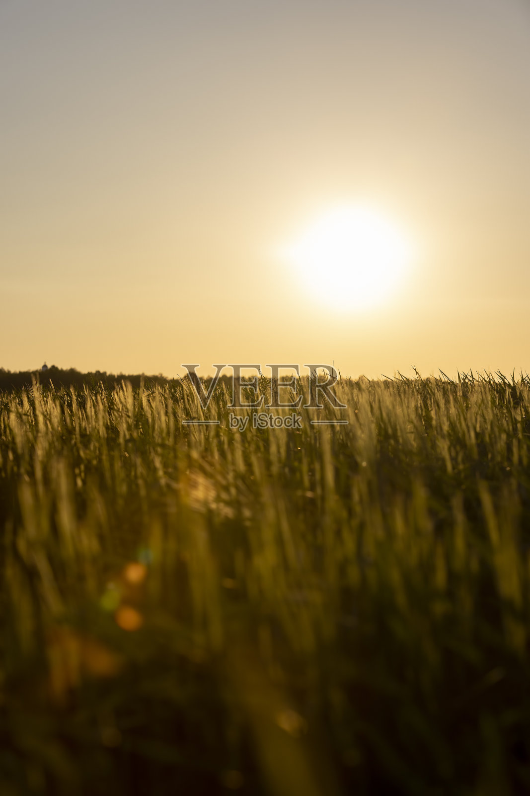夕阳下新收割的小麦照片摄影图片