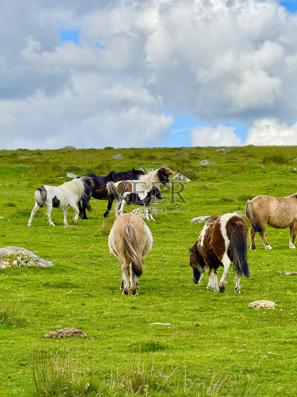 达特穆尔小马照片摄影图片