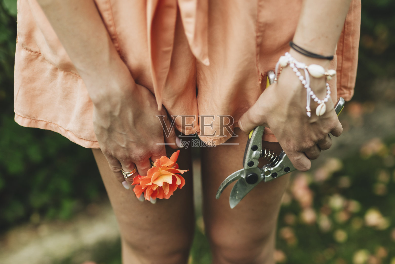 拿着橙色玫瑰和园艺剪刀的女人照片摄影图片