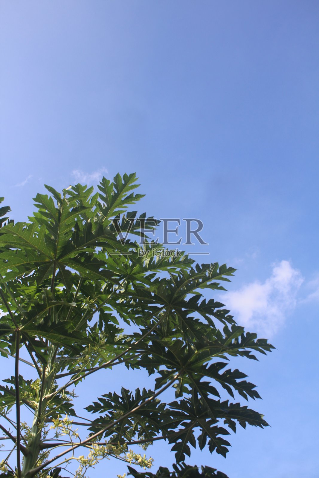 木瓜树叶与天空的背景照片摄影图片