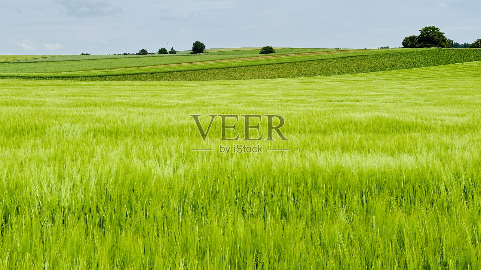 绿色农业景观照片摄影图片