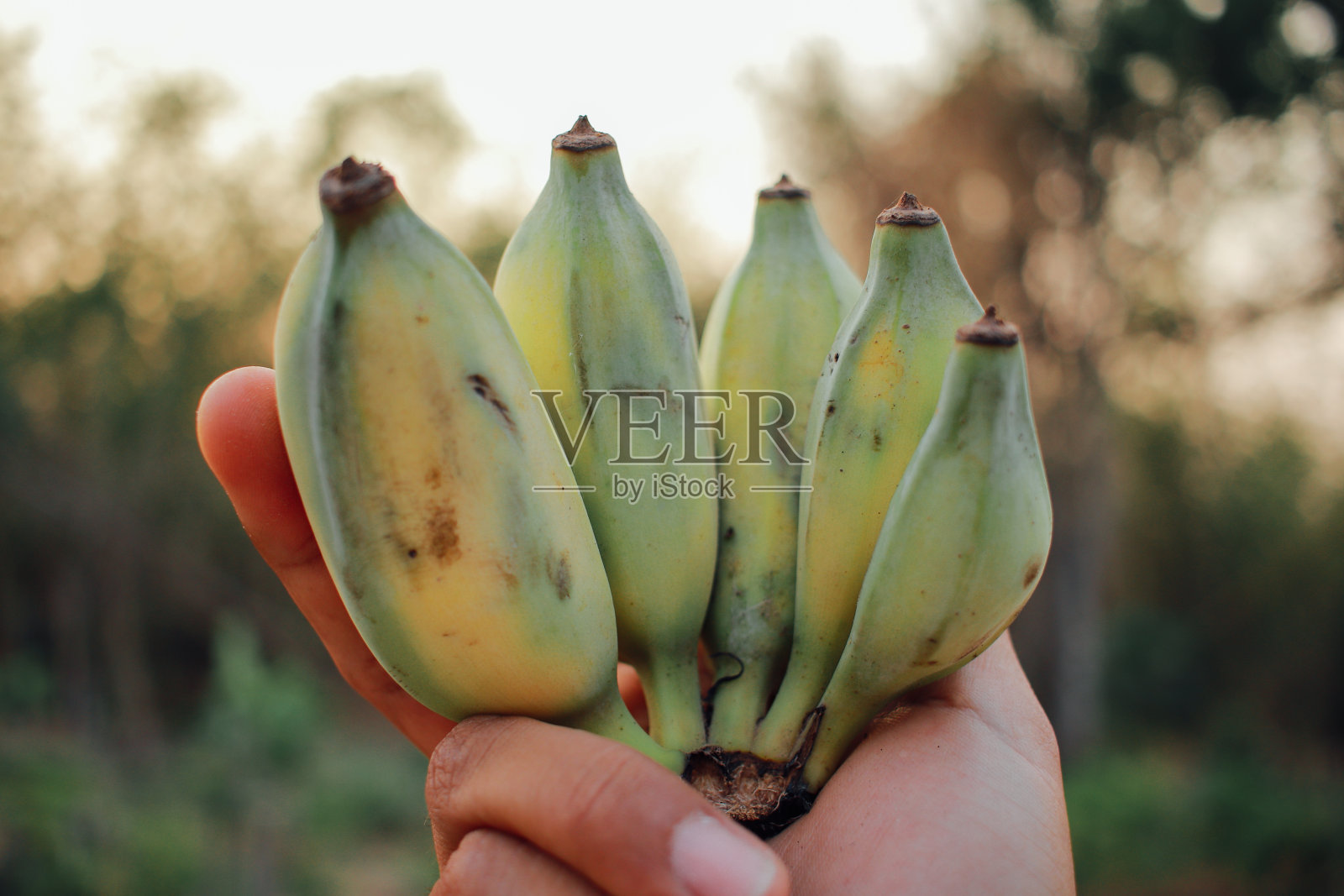 鲜青香蕉照片摄影图片