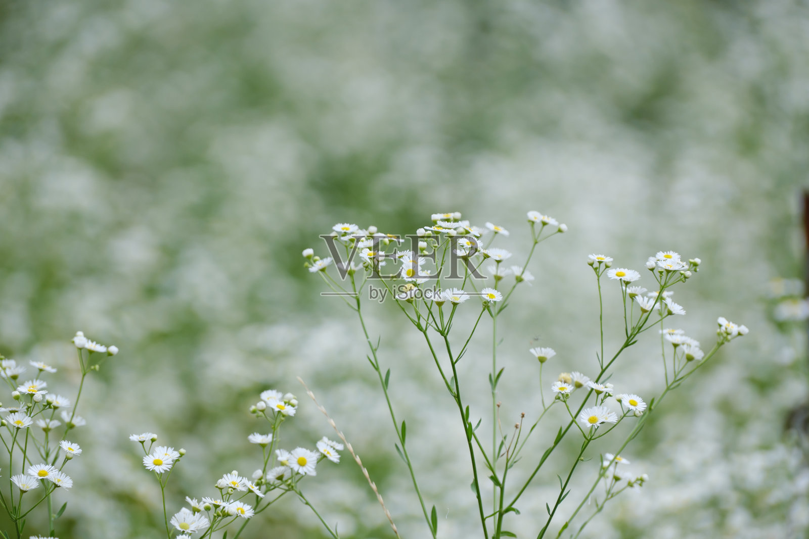 可爱的飞蓬照片摄影图片