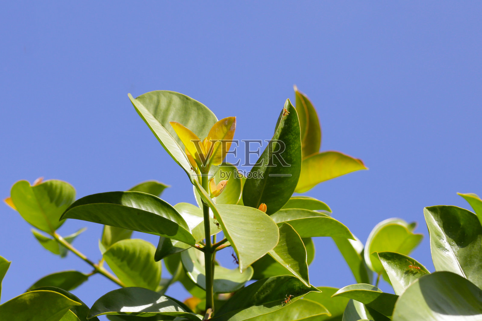 新鲜的绿藤黄叶子(藤黄)照片摄影图片