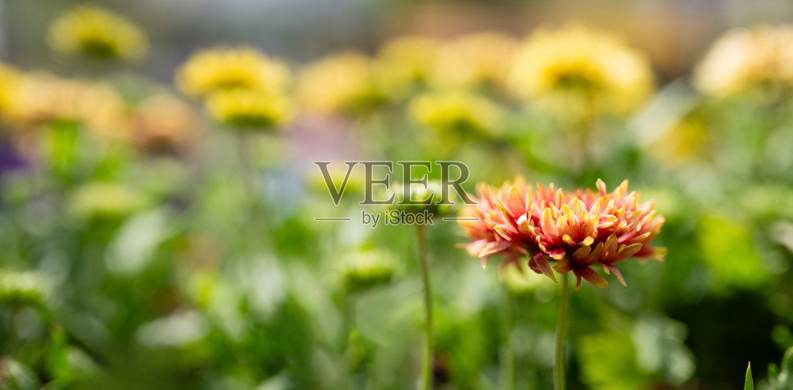 美丽的天人菊属植物照片摄影图片