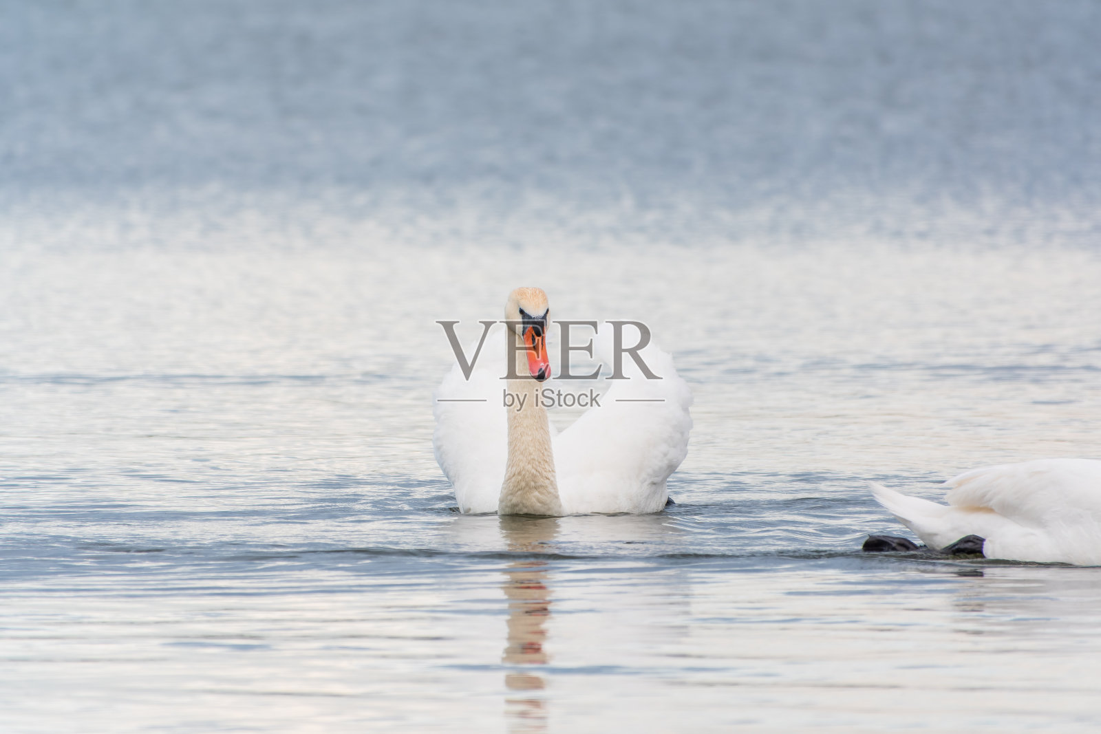 优雅的白天鹅在湖中游泳,天鹅在野外。一只白天鹅在湖中游泳的肖像。照片摄影图片