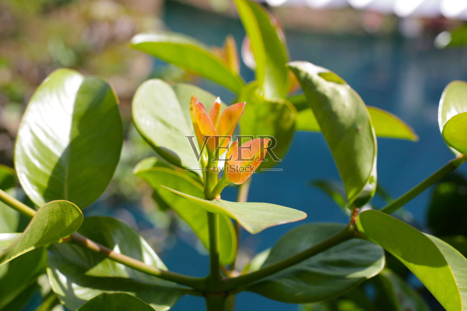 新鲜的绿藤黄叶子(藤黄)照片摄影图片