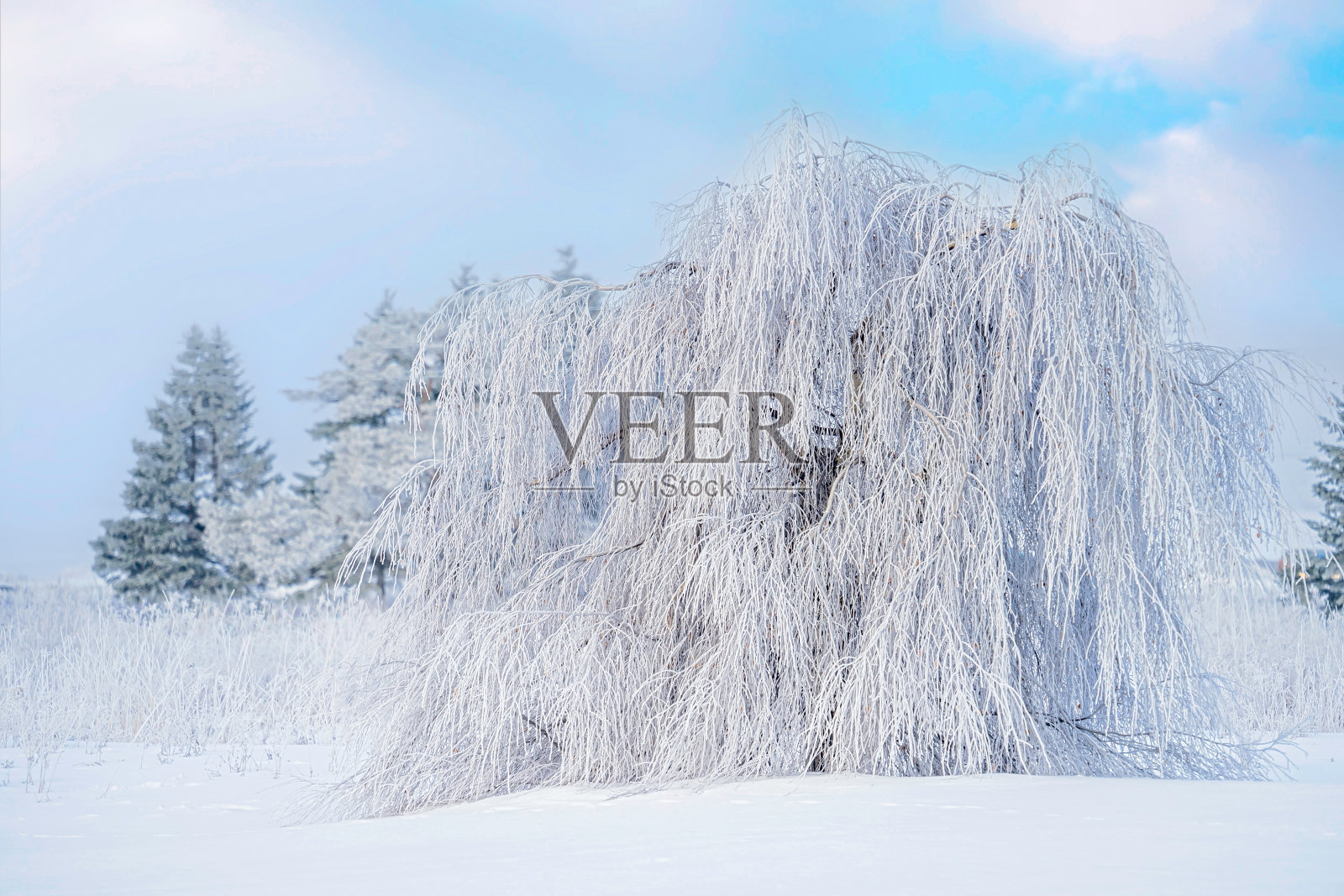 冬垂桑树照片摄影图片