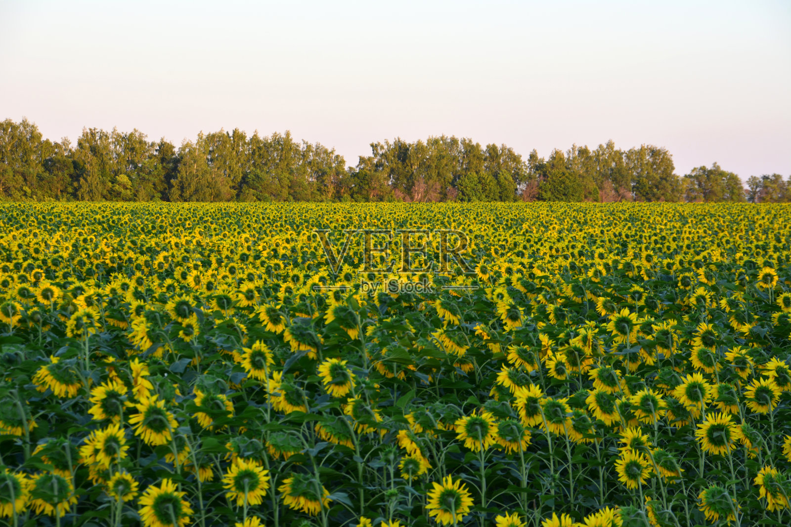 向日葵田,背景是绿树照片摄影图片