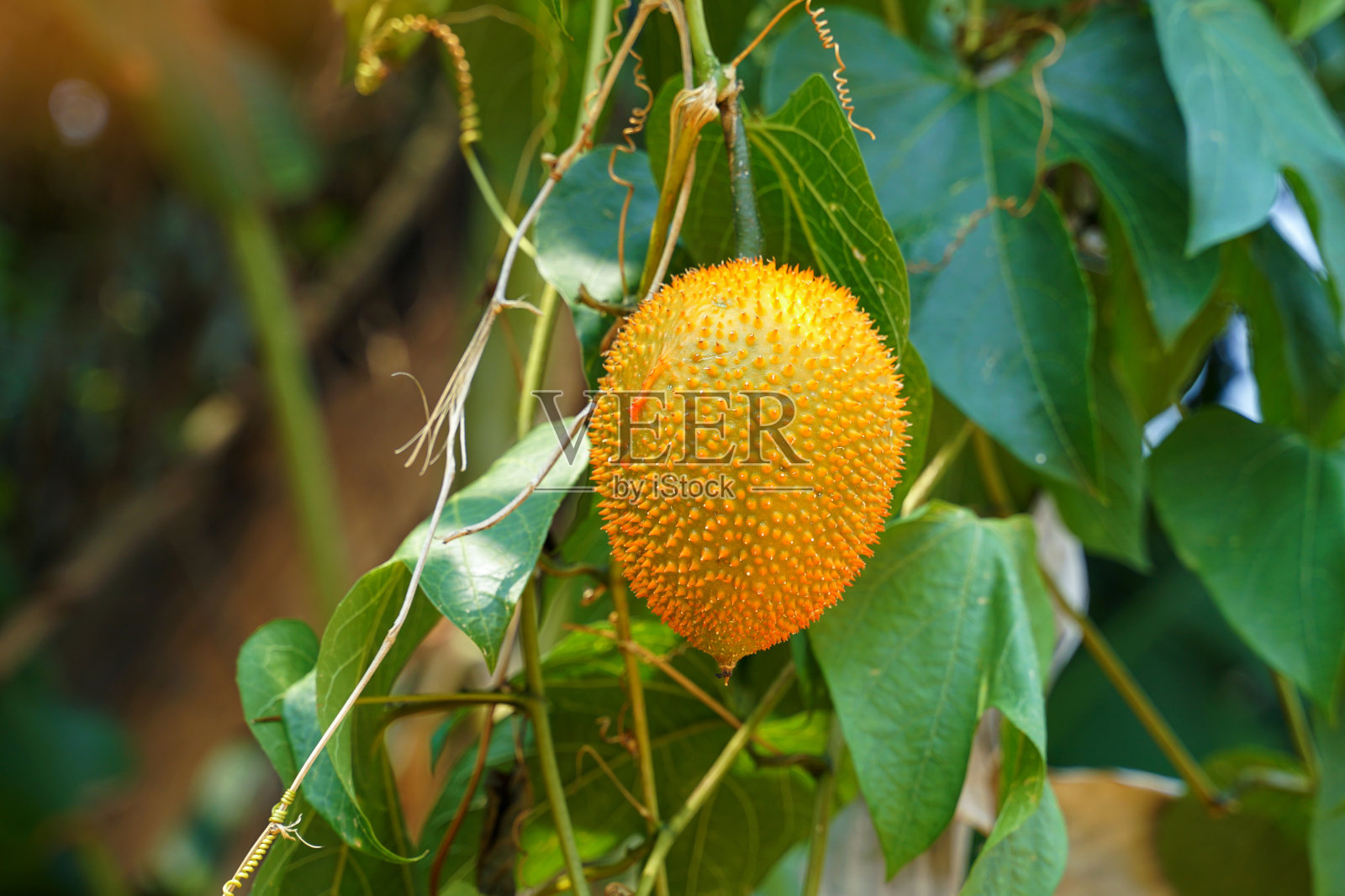 菠萝蜜是一种草本植物。水果是椭圆形的。树皮的果实周围有小刺。照片摄影图片