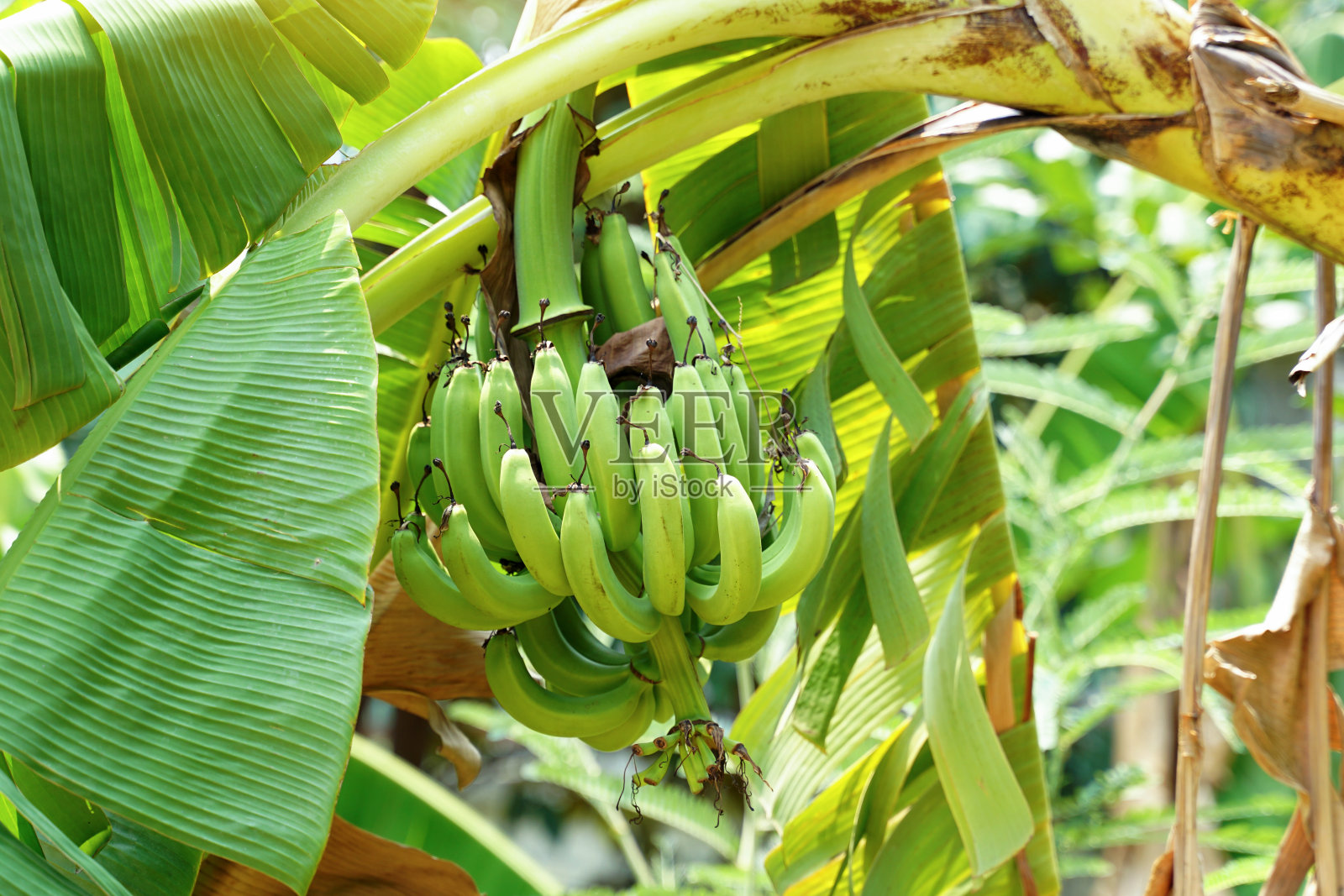 卡文迪什香蕉品种繁多,营养丰富。果实成熟时变成金黄色。果肉呈乳白色。它有一种甜的气味和味道。照片摄影图片