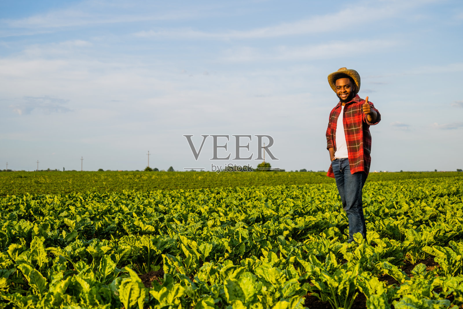 农夫站在菠菜地里,竖起大拇指照片摄影图片