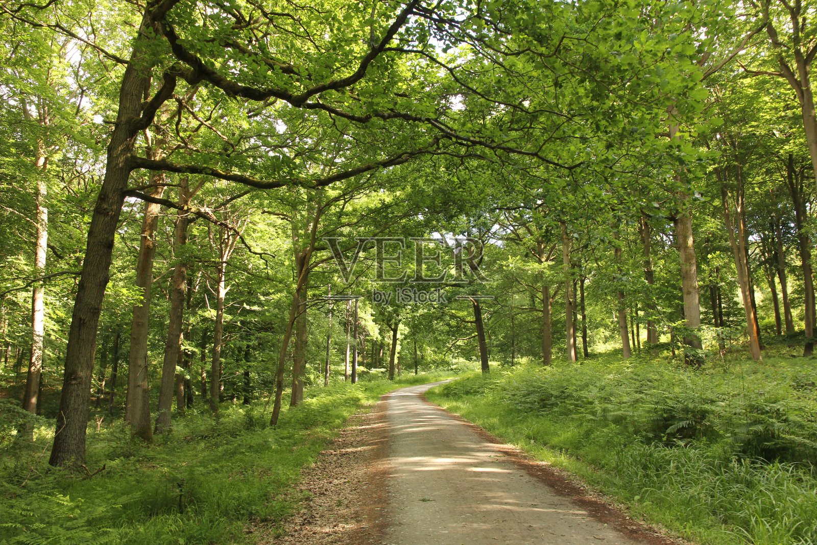 穿越英国林地的小径照片摄影图片