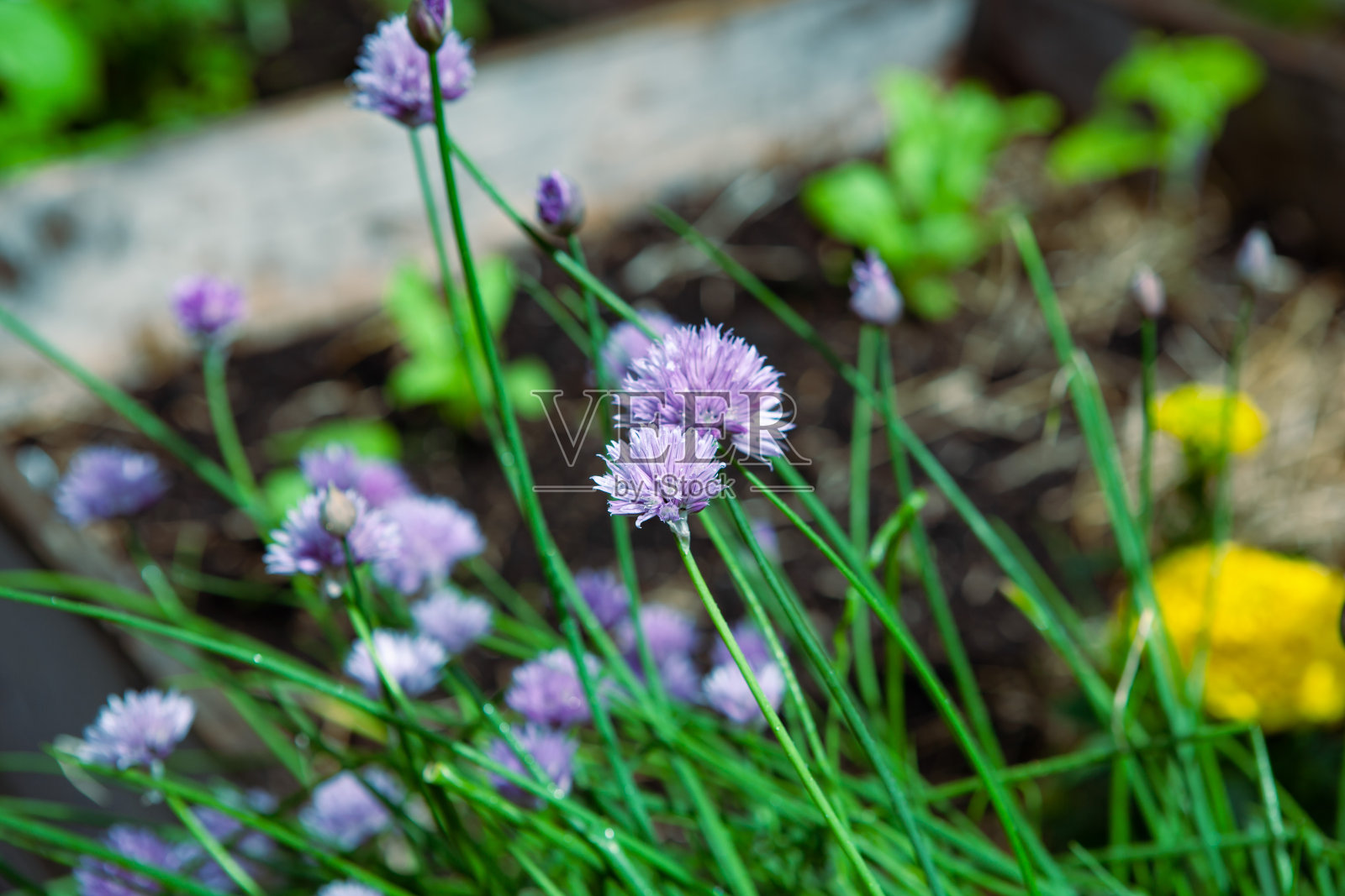 在一个阳光明媚的日子里,花园里盛开的韭菜花的特写。照片摄影图片