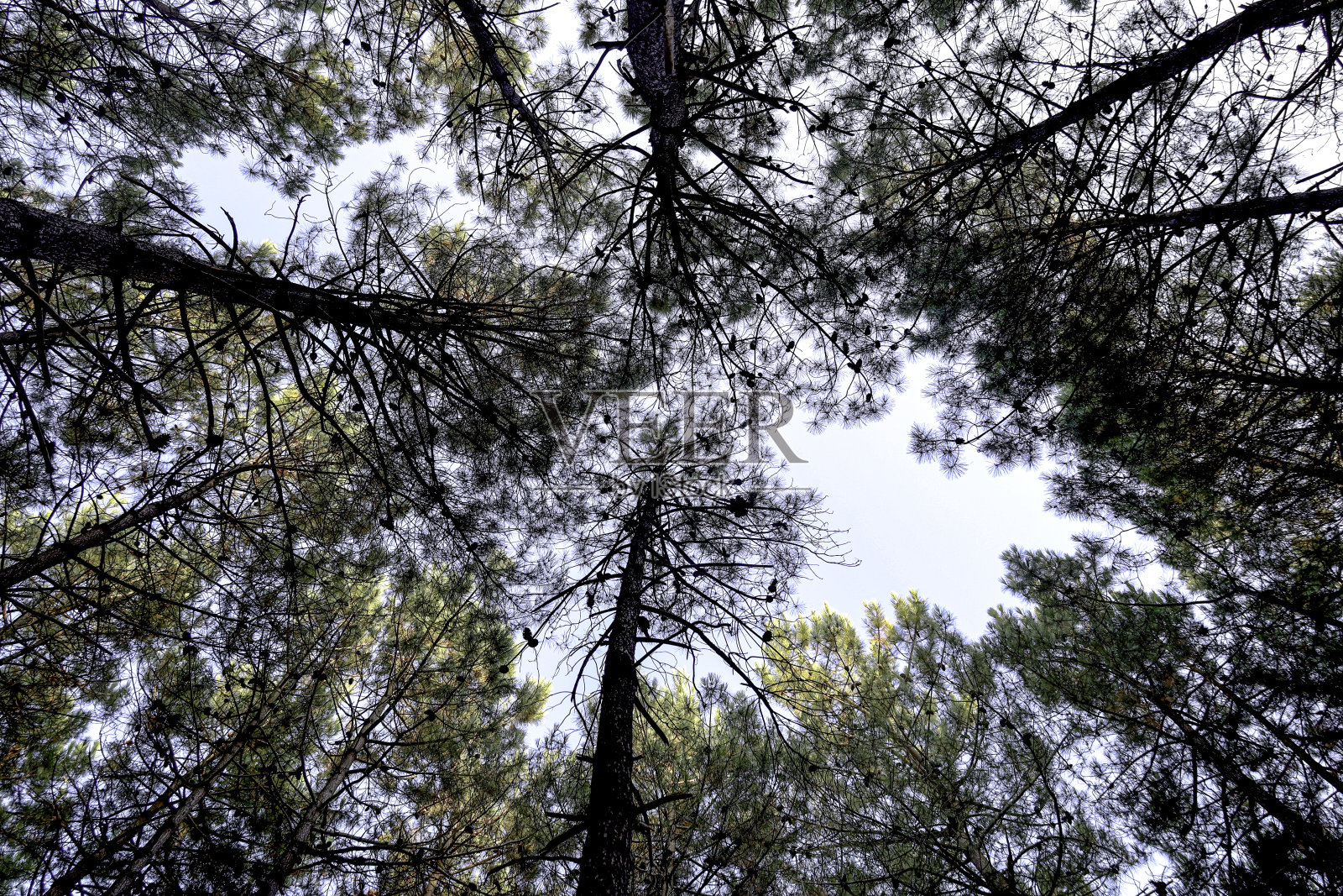 从下面拍摄的松树林中高大的树木。照片摄影图片