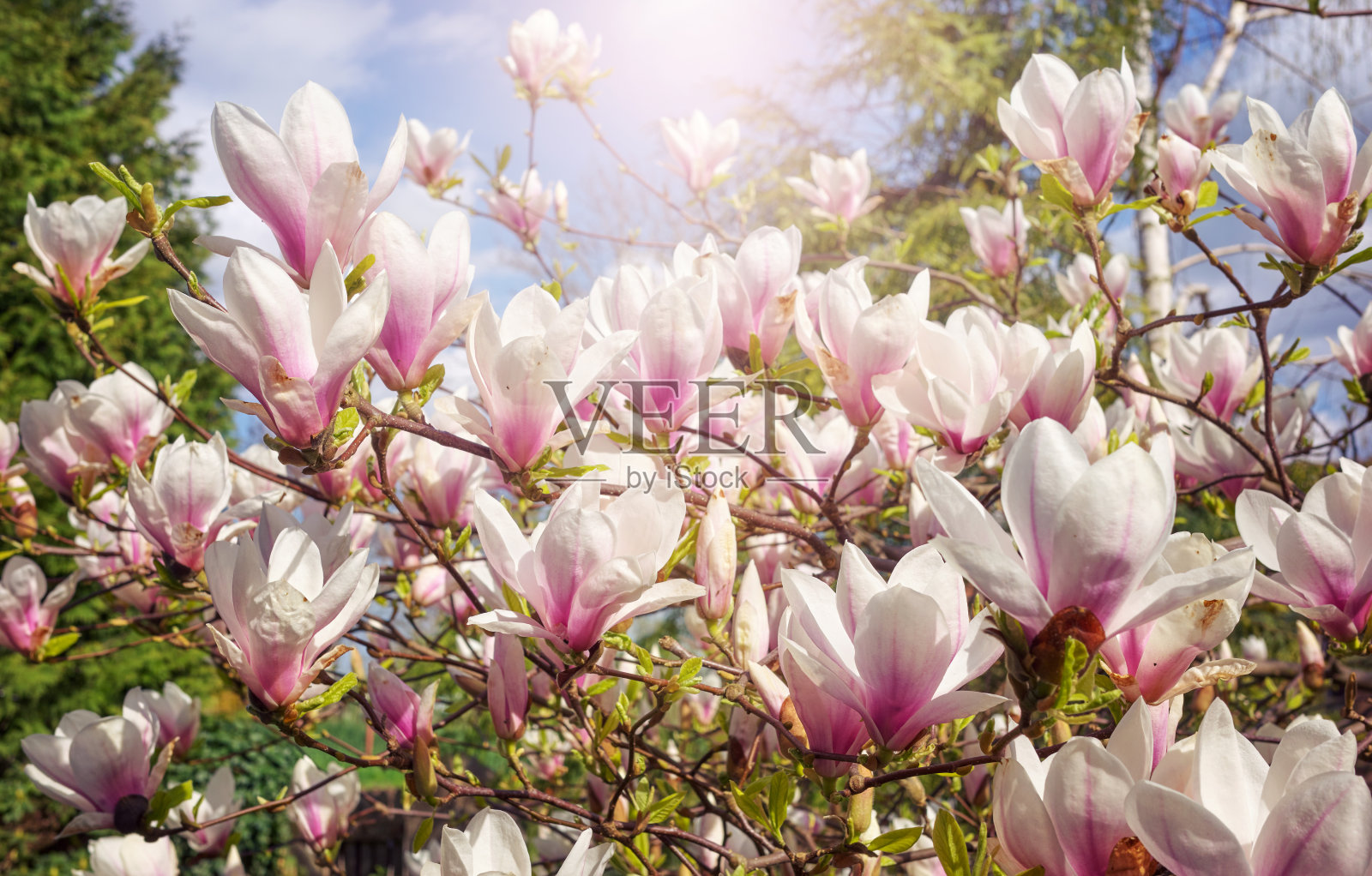 白玉兰开花的特写照片照片摄影图片