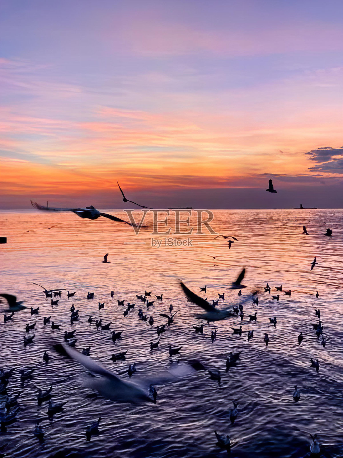 一群海鸥在日落时飞过海洋的照片。照片摄影图片