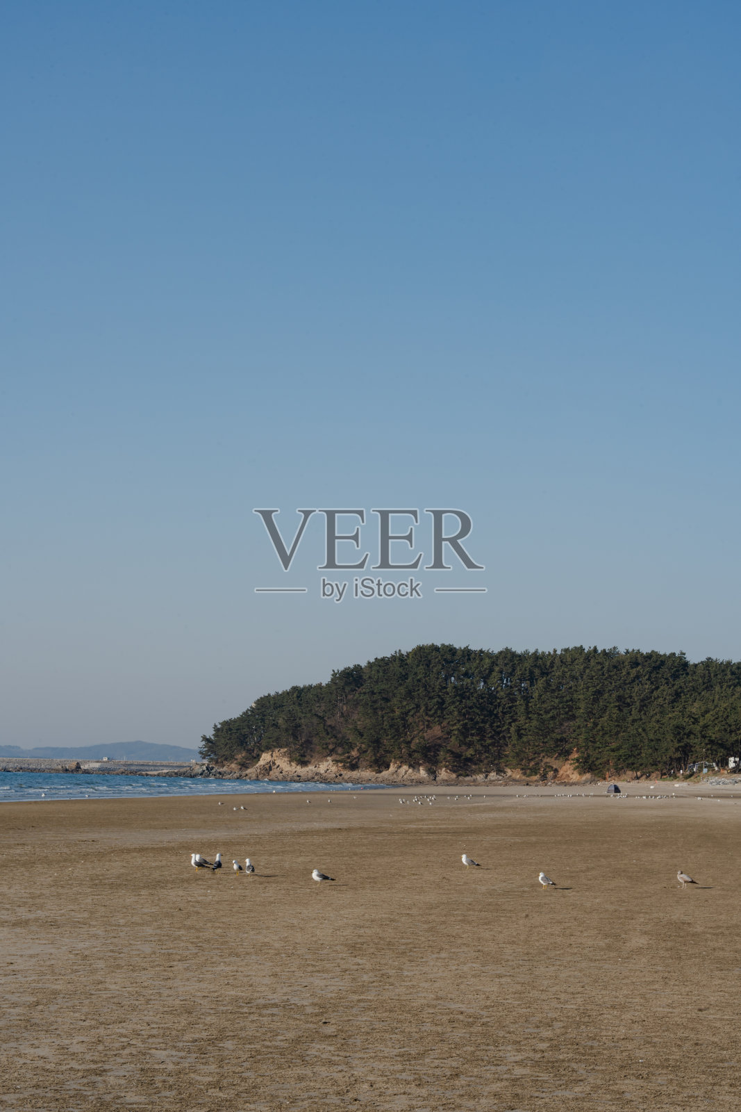 海鸥在广阔的沙滩上以森林为背景照片摄影图片