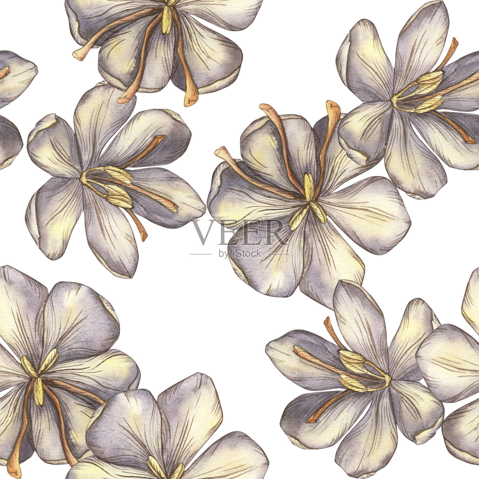 无缝图案与藏红花花。水彩画番红花。用水彩画在白底上的春花。食品、香料、调味料。模板的邀请,明信片插画图片素材