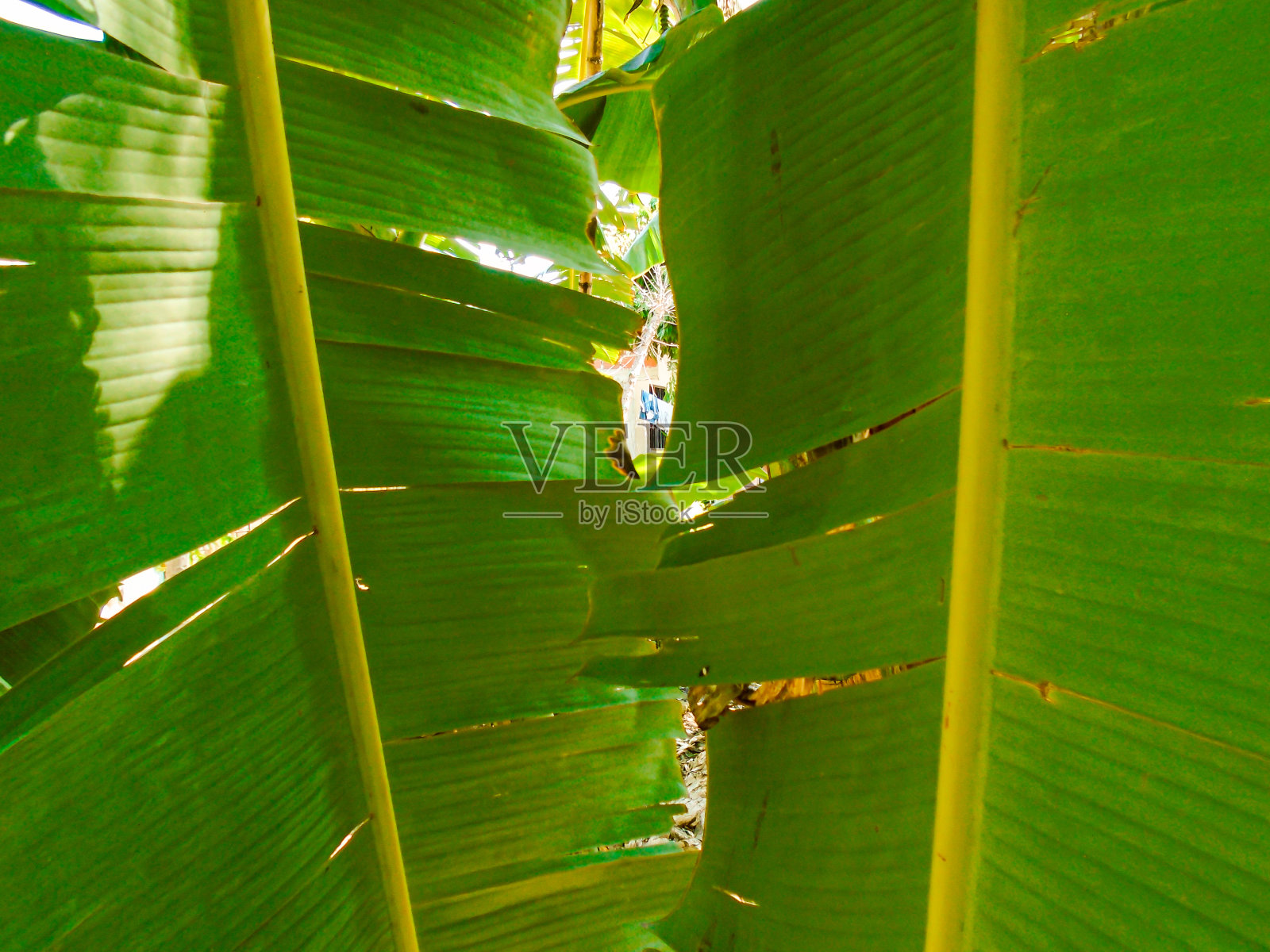 哥伦比亚惠拉的两片香蕉叶照片摄影图片