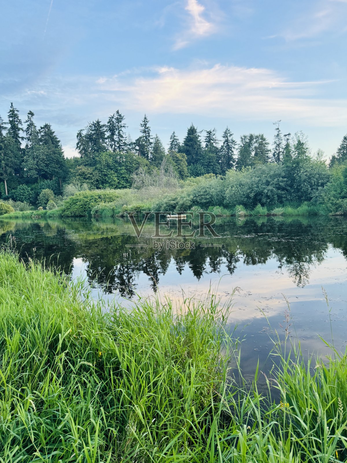 沼泽上的黄昏照片摄影图片