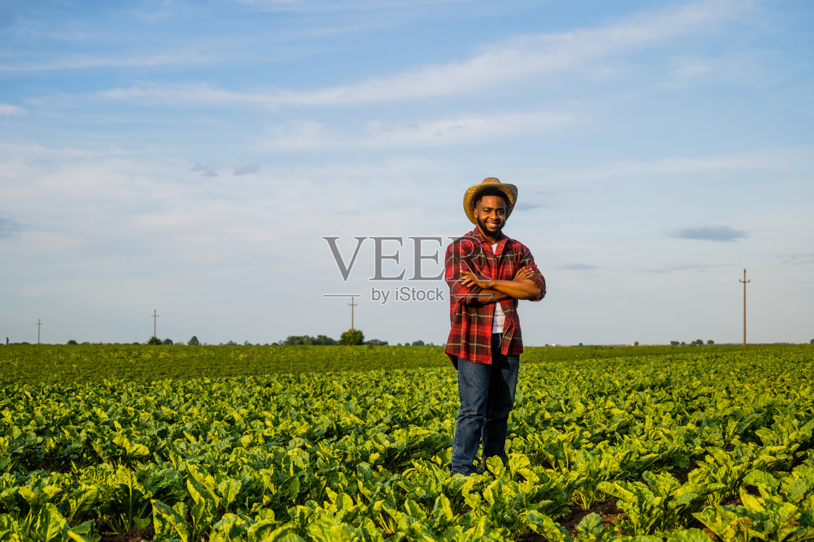 农夫站在菠菜地里照片摄影图片