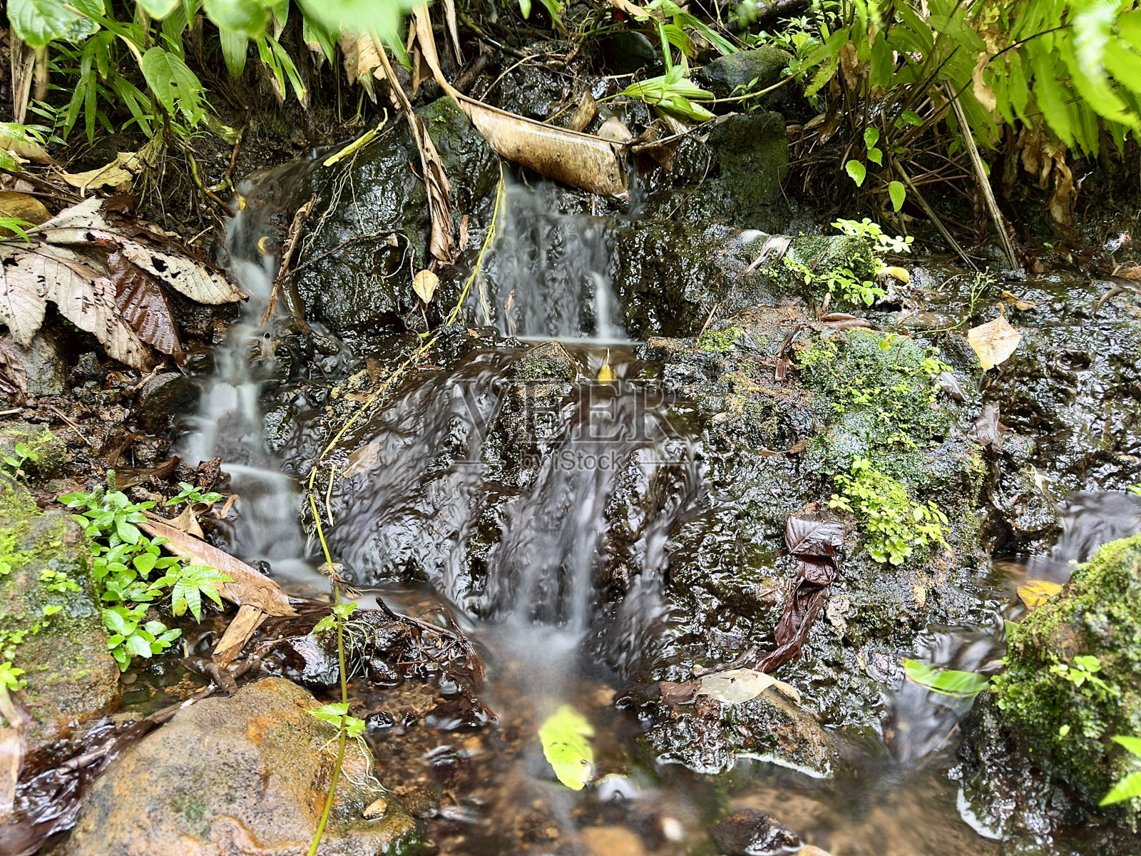 热带森林中的小溪照片摄影图片