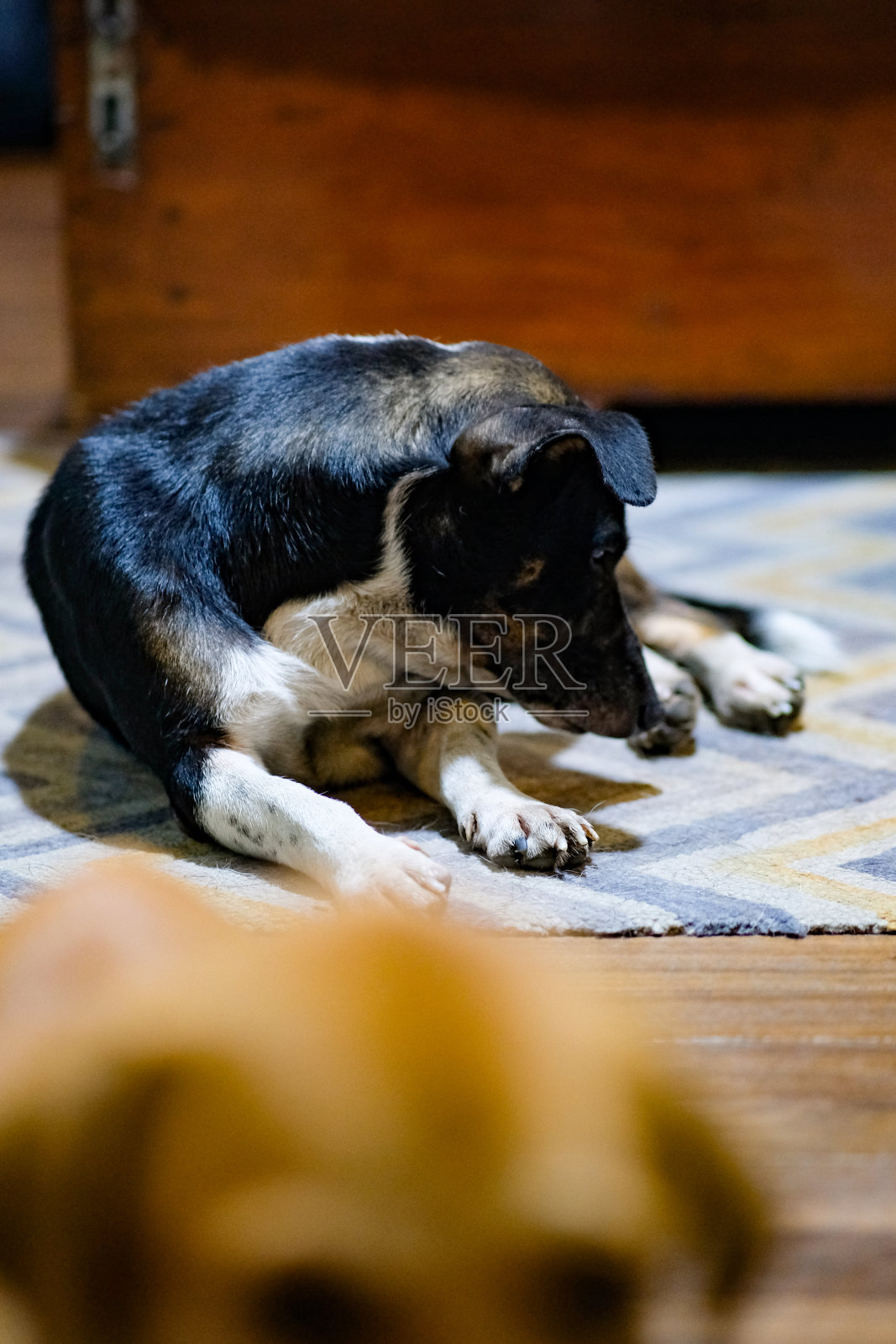 一只黑狗躺在木地板上。照片摄影图片