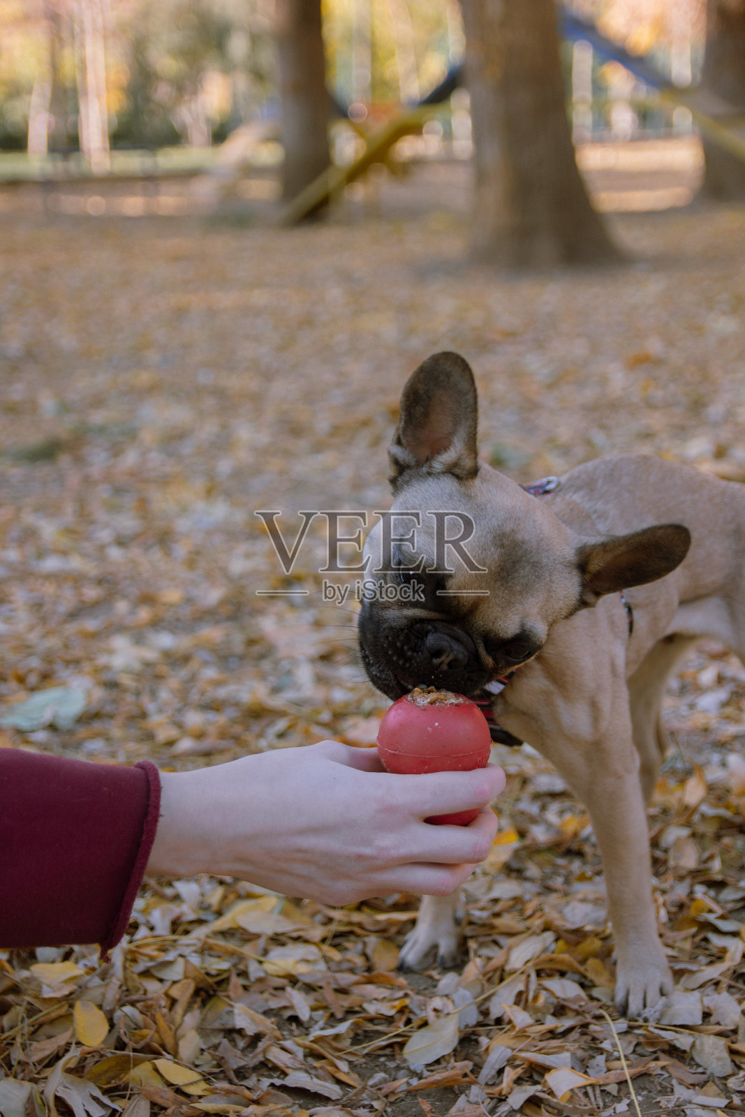 狗在公园里玩耍照片摄影图片