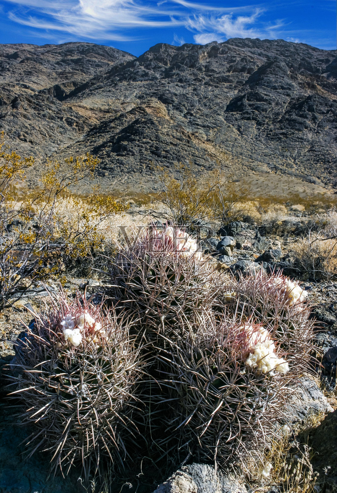 多头棘蟹,加州沙漠景观与仙人掌照片摄影图片