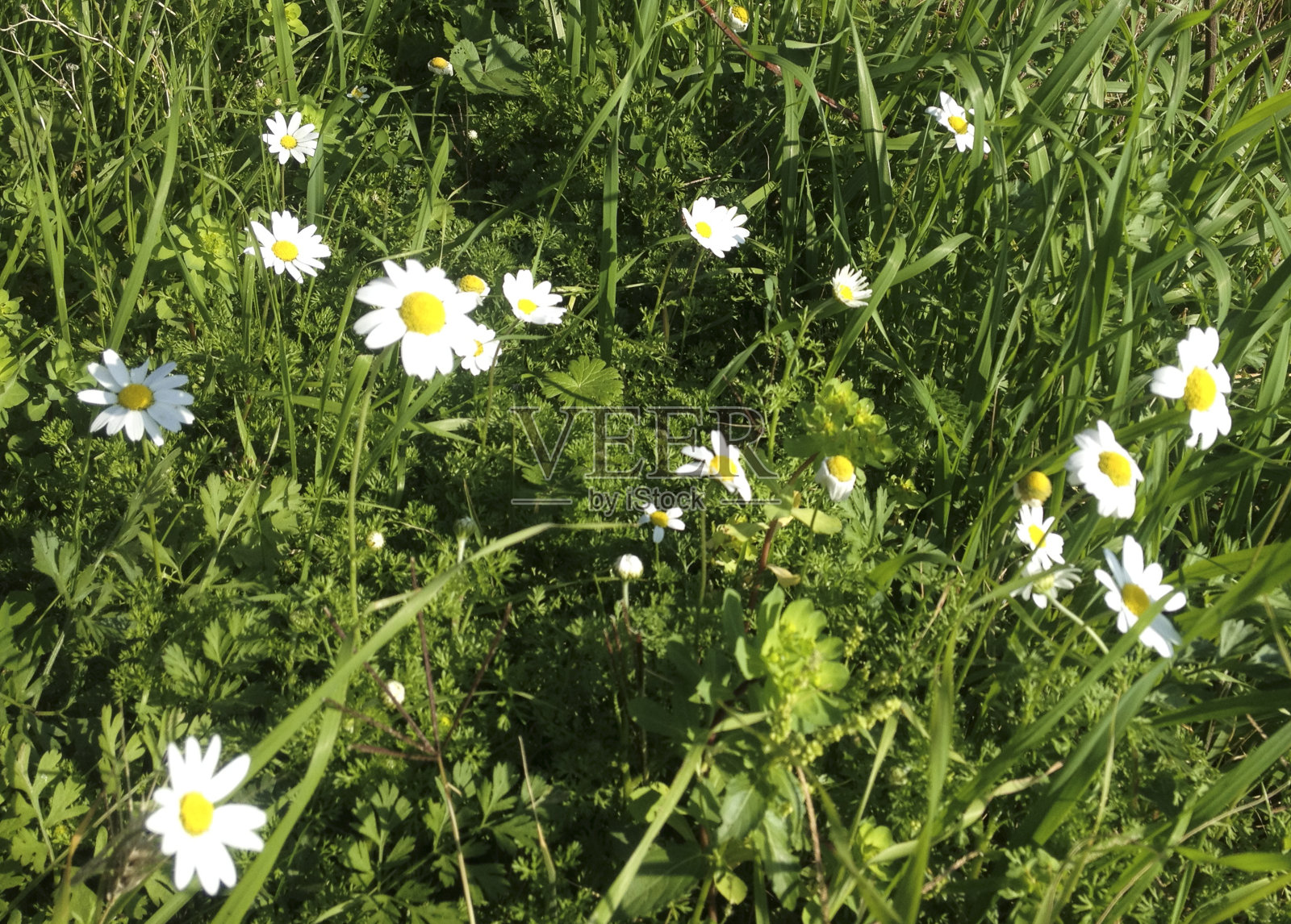 菊花菊花(洋甘菊)花照片摄影图片