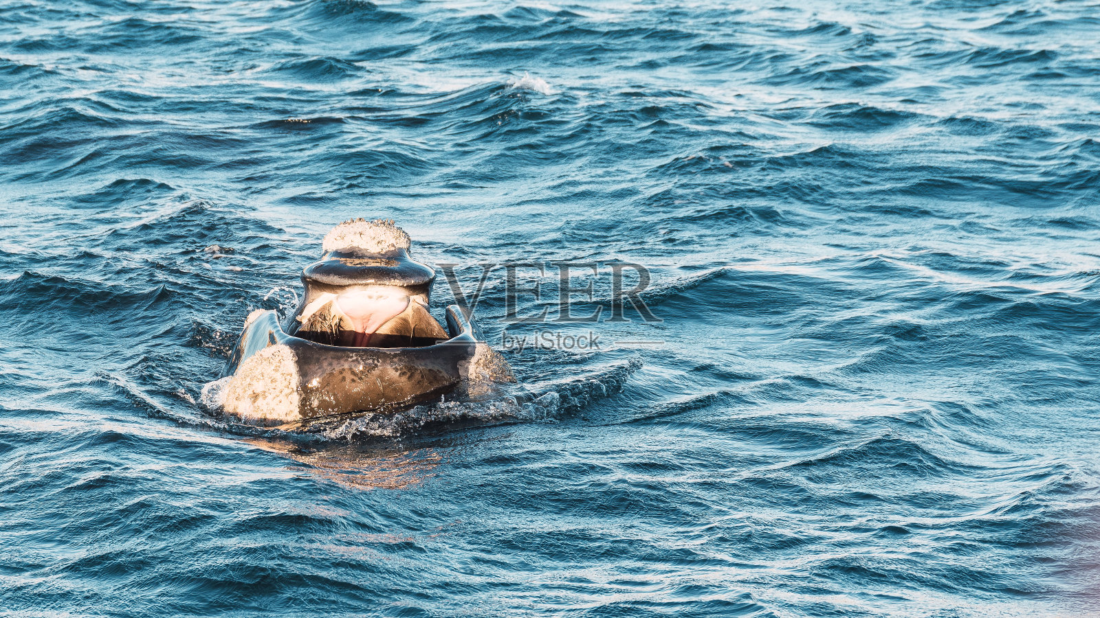 鲸鱼在他的环境中伸出它的头照片摄影图片