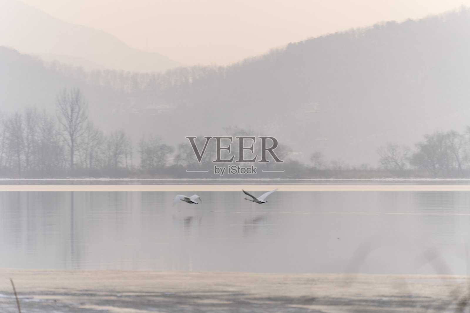 一对苍鹭在冬天的河流上飞翔照片摄影图片