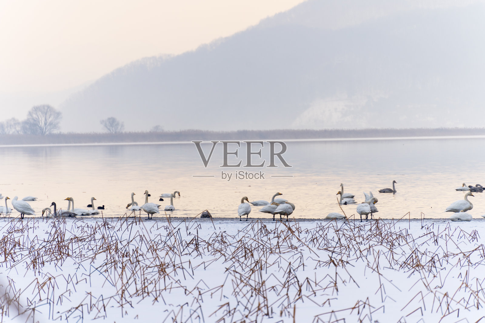 一对苍鹭在冬天的河流上飞翔照片摄影图片