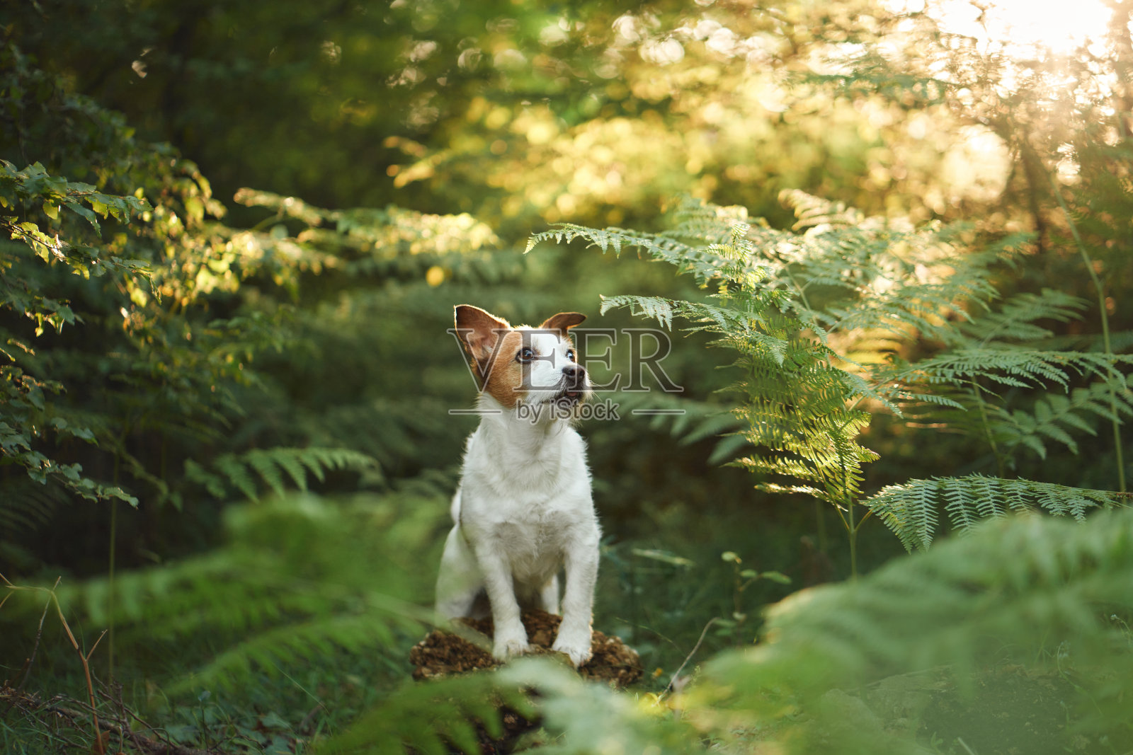 一只杰克罗素梗在茂密的绿色蕨类植物旁照片摄影图片