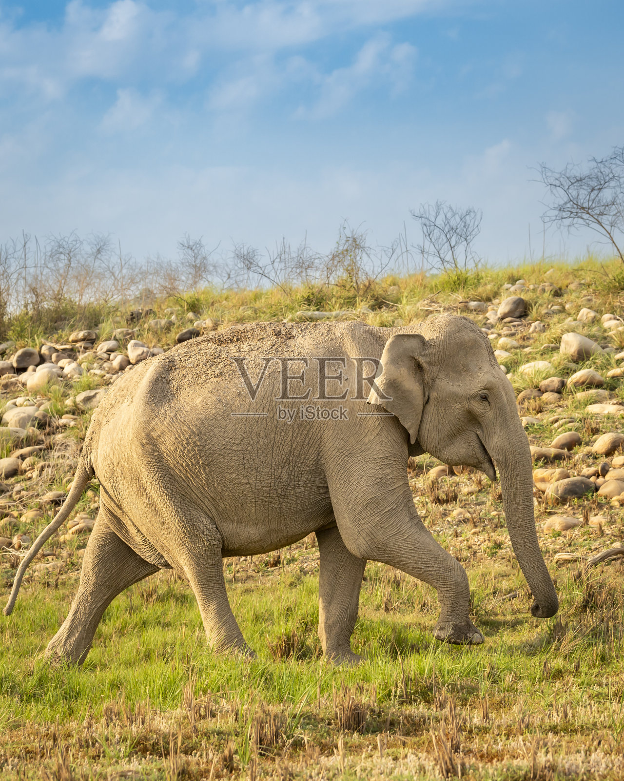 印度北阿坎德邦吉姆·科比特国家公园森林保护区,野生侵略性亚洲雌象或印度象在夏季狩猎迁徙和自然风景背景中行走照片摄影图片