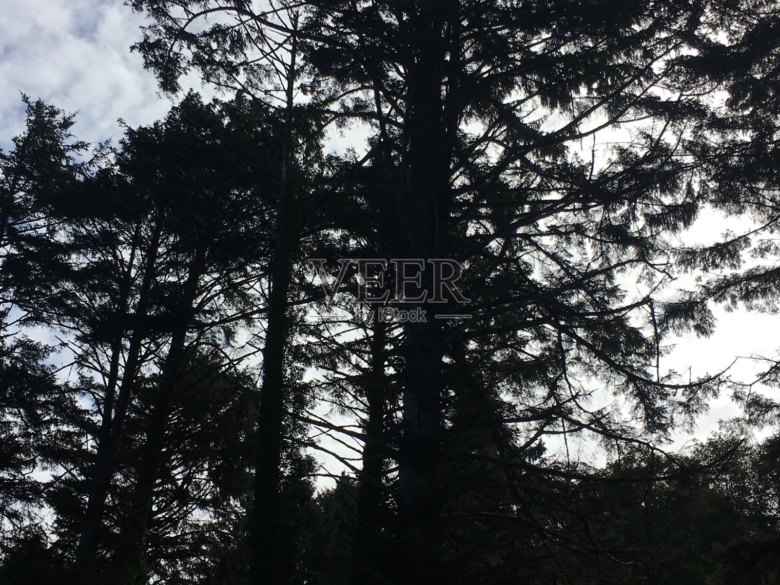 抬头看树照片摄影图片