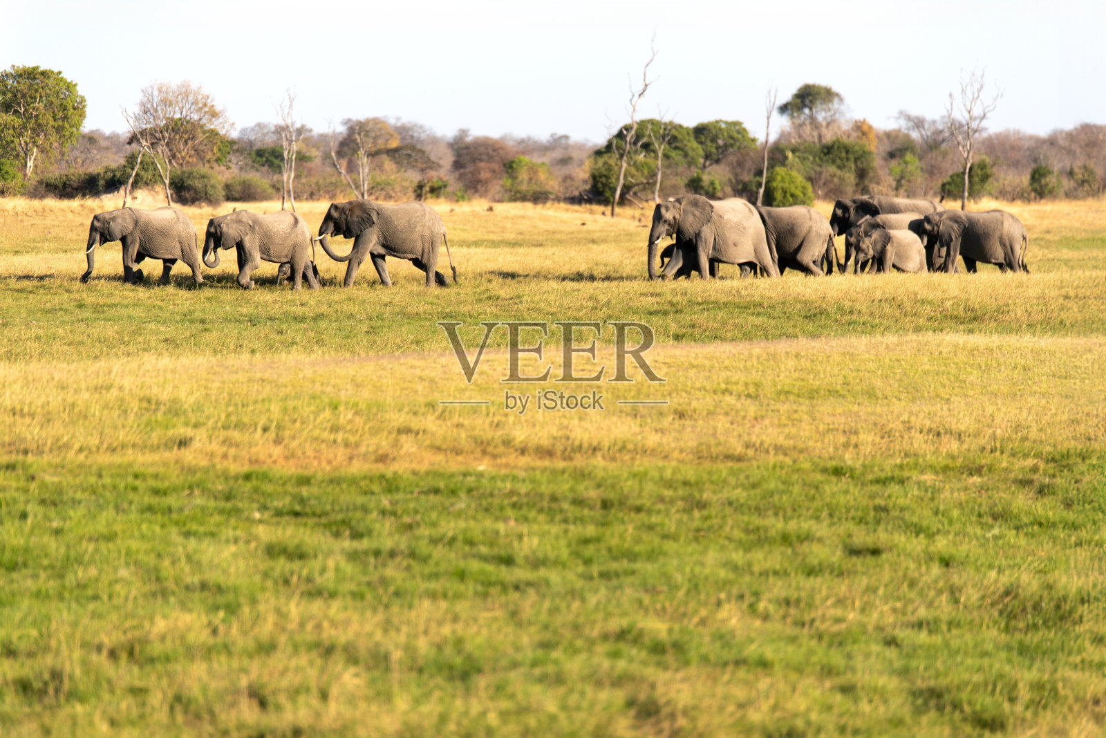 大象在草地上散步照片摄影图片