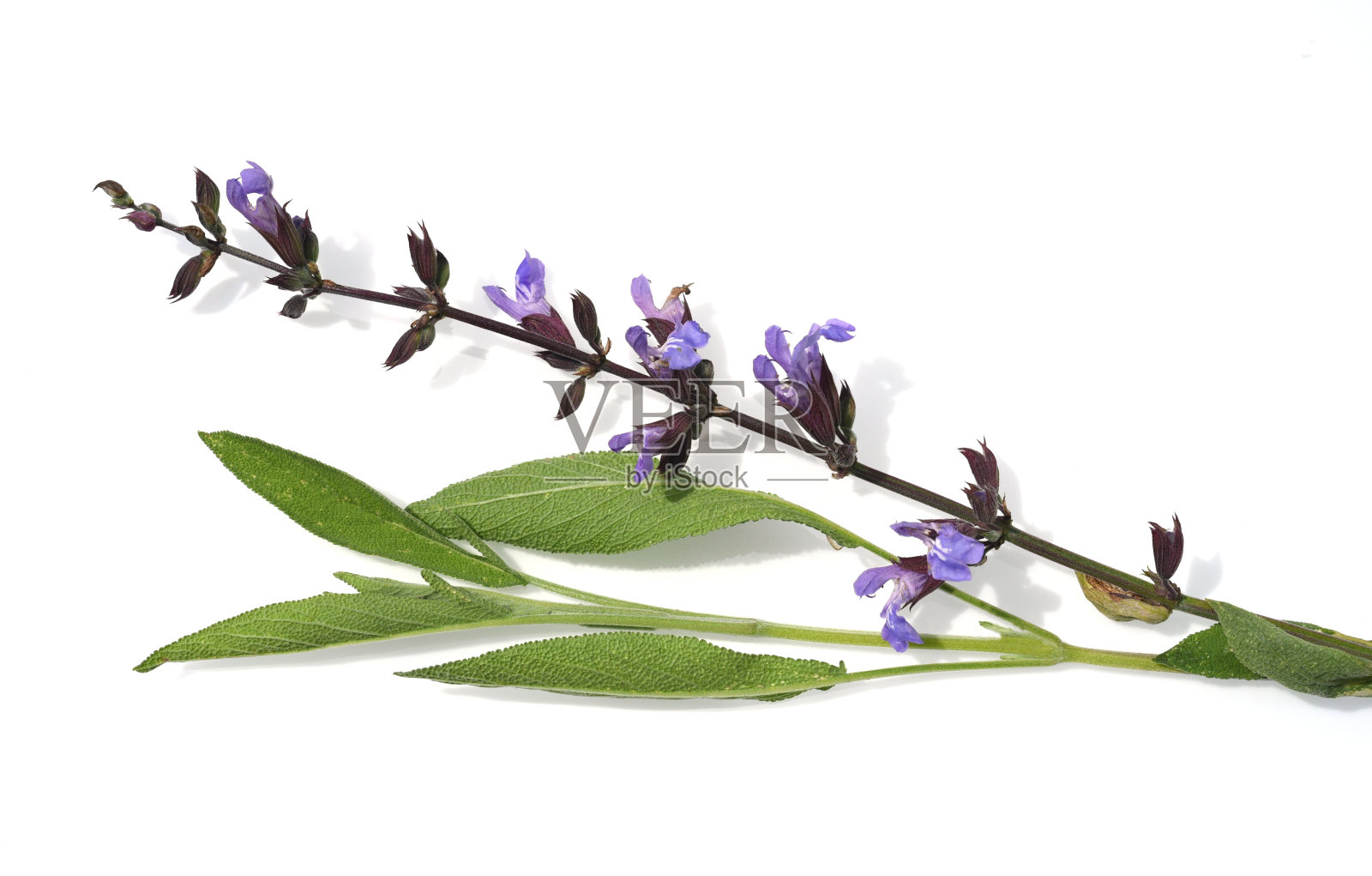 鼠尾草,鼠尾草照片摄影图片