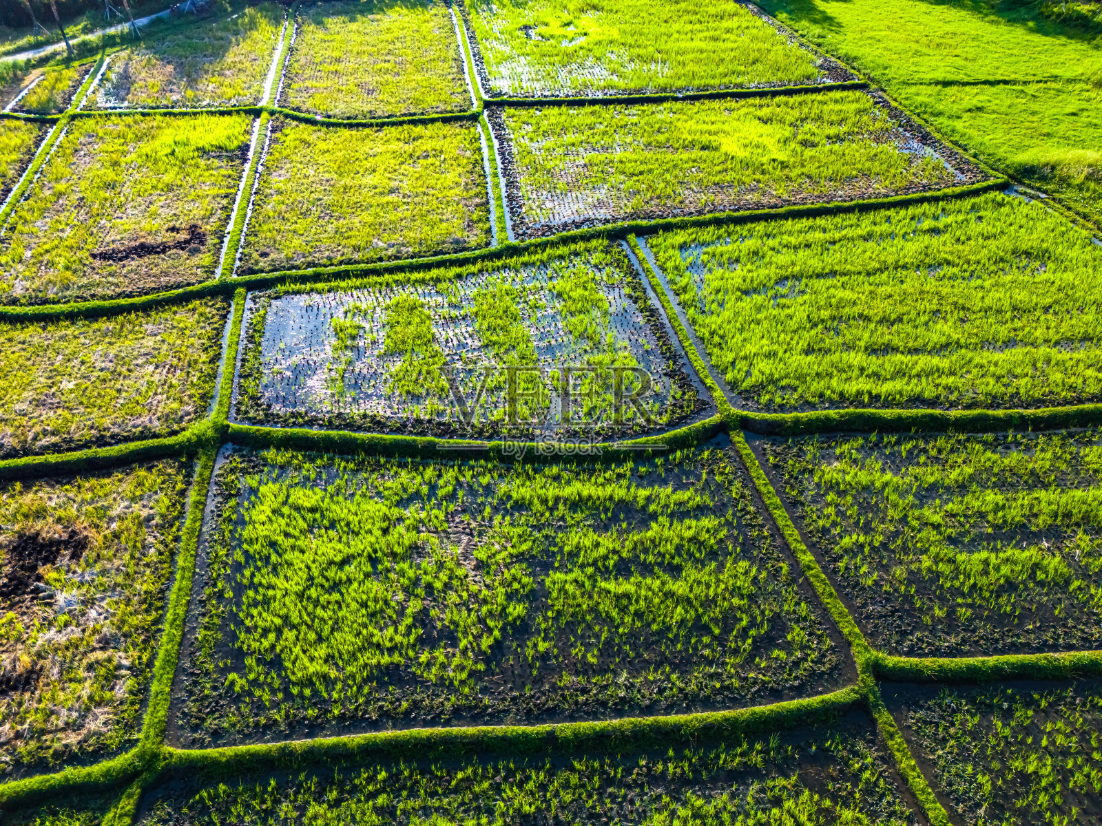 印度尼西亚巴厘岛,Tanah Lot附近的稻田照片摄影图片